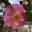 Marguerite Gouillon Rose
